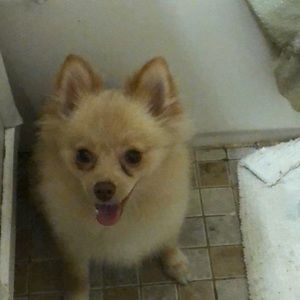 Meet your Posher, Lynnell